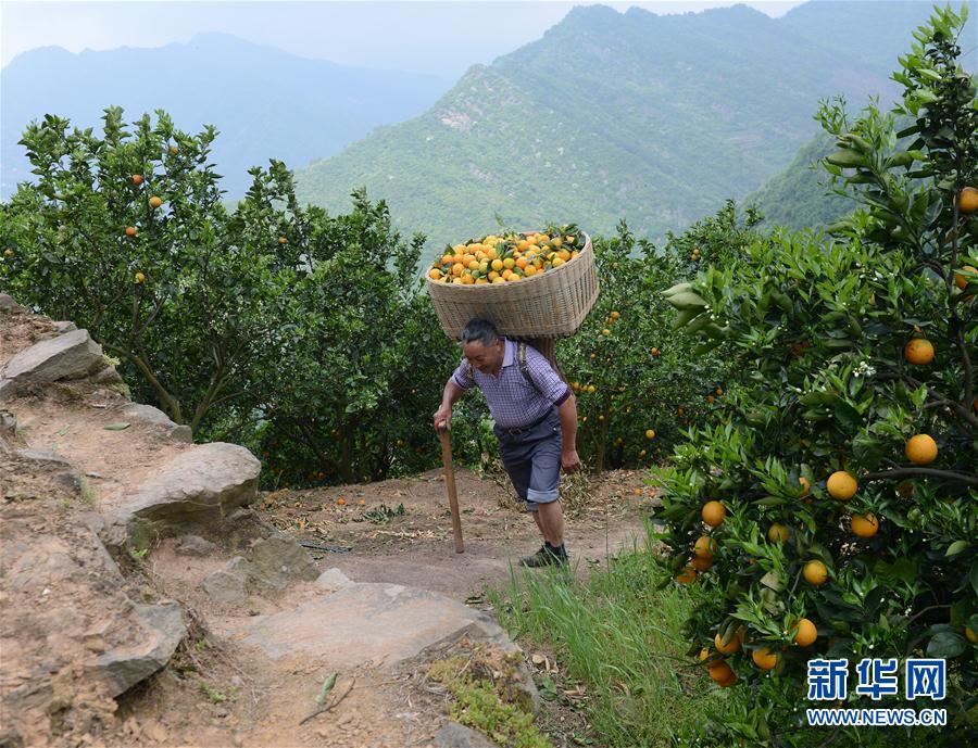 湖北秭归夏橙成熟上市