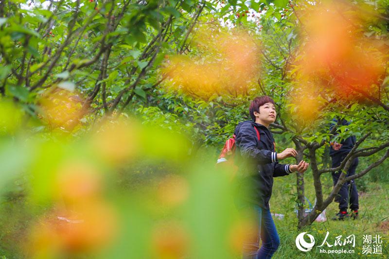 湖北襄阳：谷雨时节樱桃红 游人采摘富农家