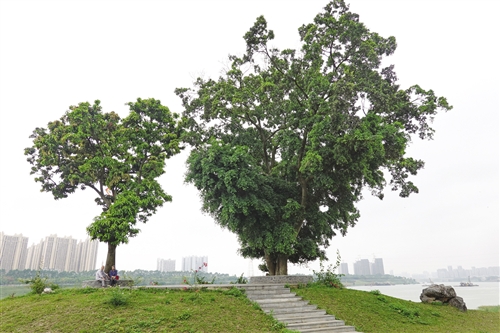 步道为古树让路 湿地成鸟类乐园