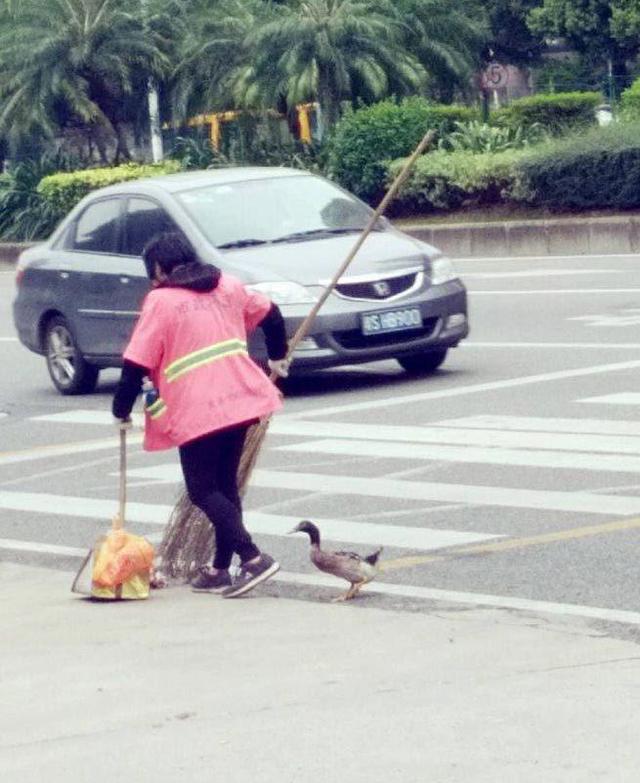 东莞一环卫工人每天带着鸭子扫大街 萌翻了