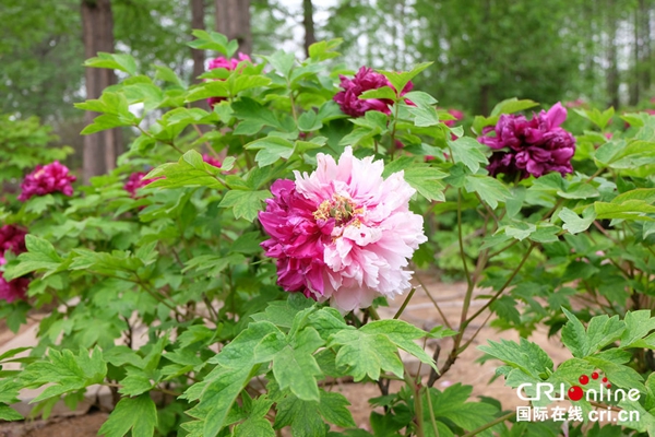 36th Luoyang Peony Cultural Festival Opens in Central China