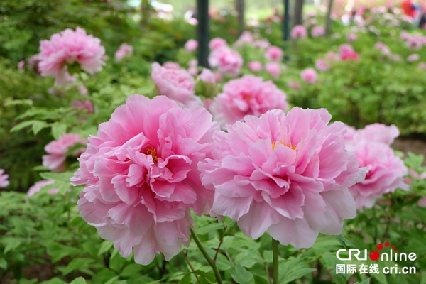 36th Luoyang Peony Cultural Festival Opens in Central China