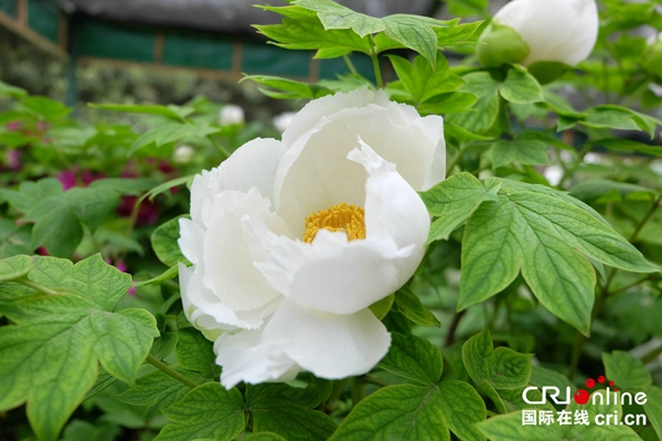 36th Luoyang Peony Cultural Festival Opens in Central China