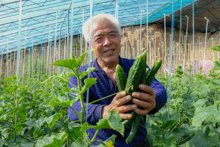 陕西大荔：“冬闲”变“冬忙”  大棚里忙碌致富年