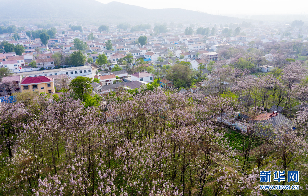 安徽：梧桐花开 富美乡村