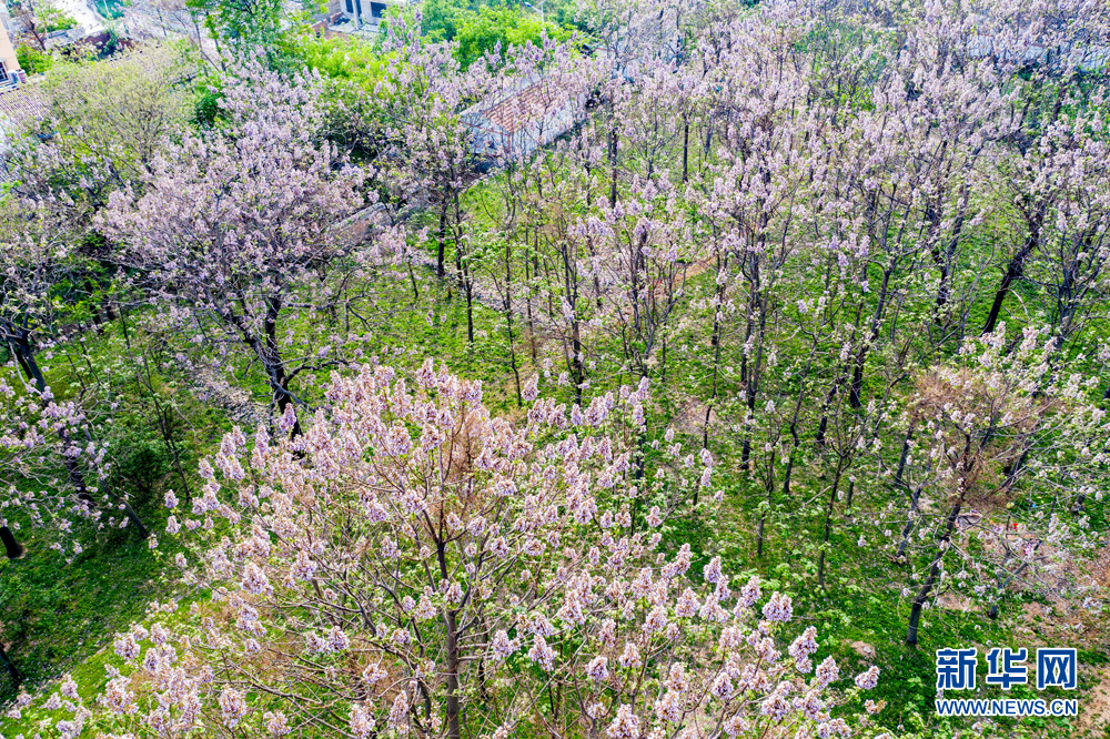 安徽：梧桐花开 富美乡村