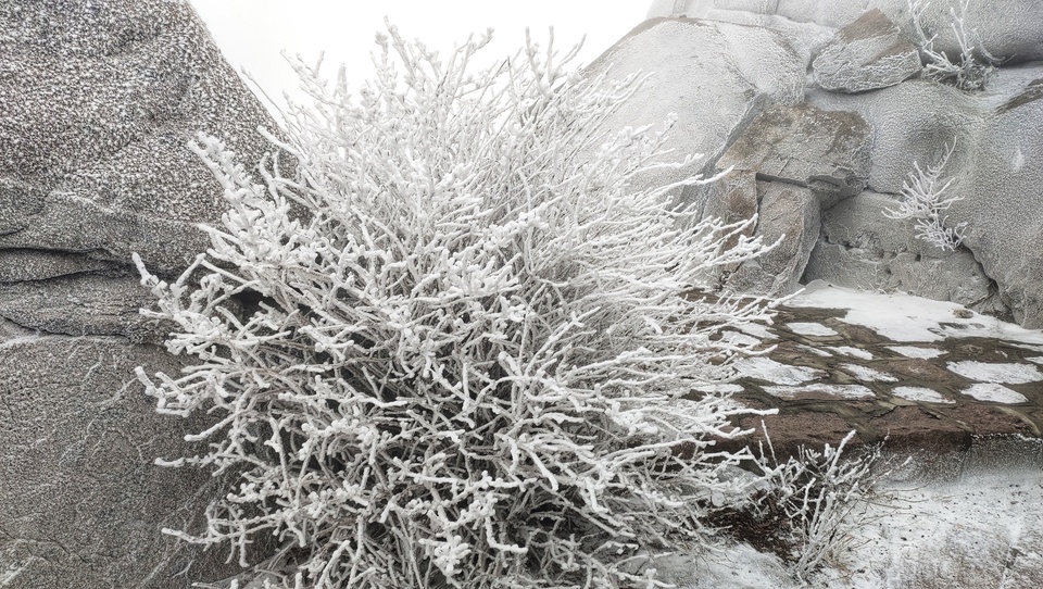 腊八送祝福，崂山巨峰迎“羽毛雪”