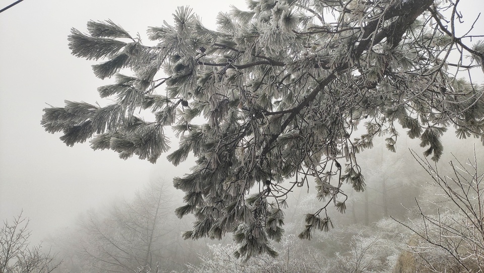 腊八送祝福，崂山巨峰迎“羽毛雪”