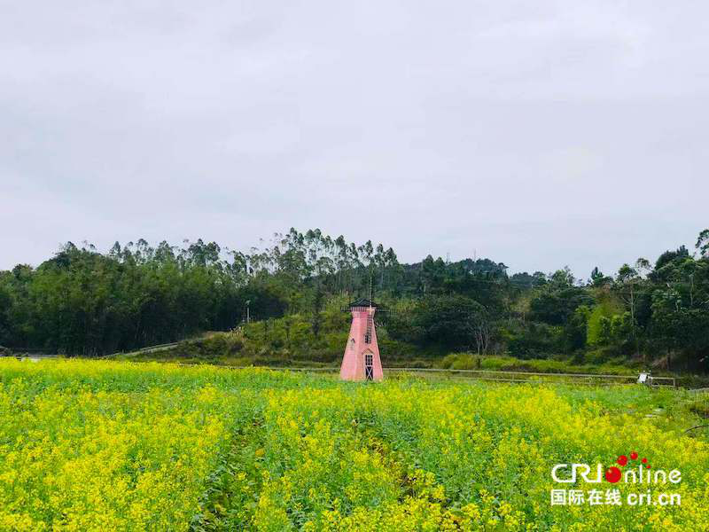 防城港东兴：油菜花带动乡村旅游热 村民年人均纯收入达6000元