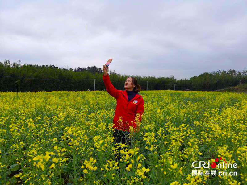 防城港东兴：油菜花带动乡村旅游热 村民年人均纯收入达6000元