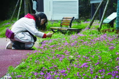 东湖绿心变“花心” 五一去逛世界级赏花胜地