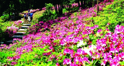 东湖绿心变“花心” 五一去逛世界级赏花胜地