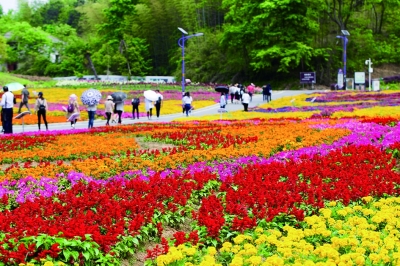 英山四季花海两周年迎来“最炫田园风”