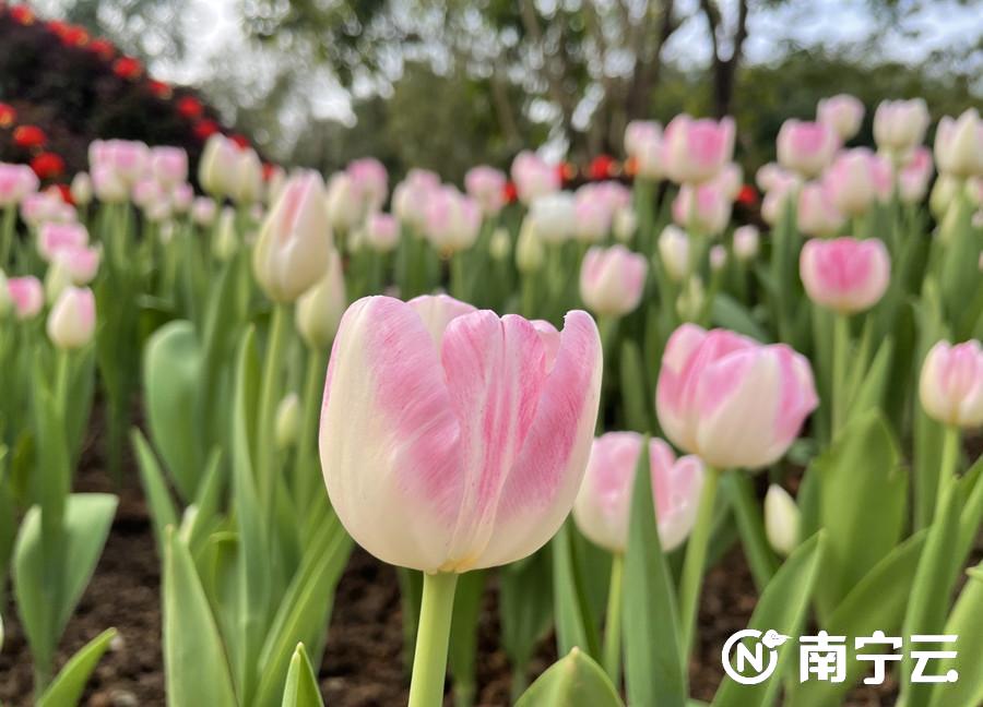 “邕”抱幸福年 青秀山迎春花展等你来打卡