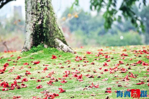 厦门：春暖花先知 木棉红满城