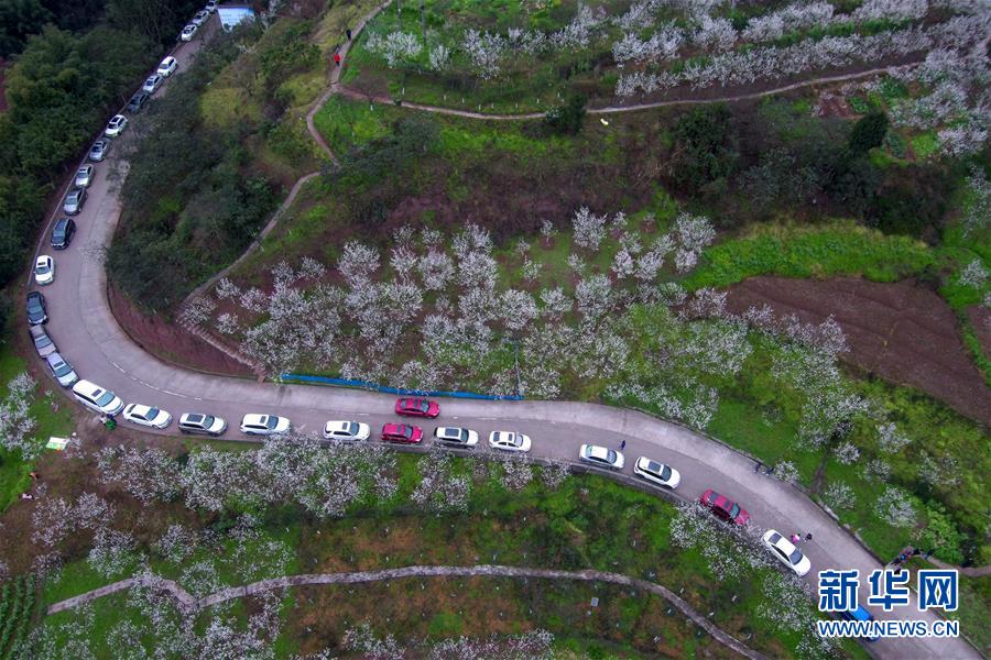 重庆：樱桃花开引客来