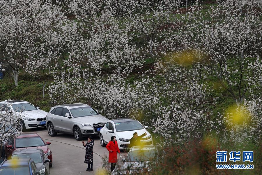 重庆：樱桃花开引客来