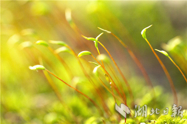 湖北秭归：春天里舞“芭蕾”