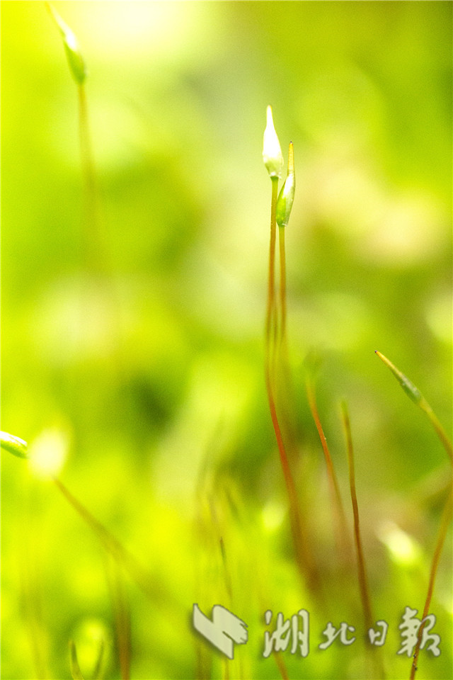 湖北秭归：春天里舞“芭蕾”