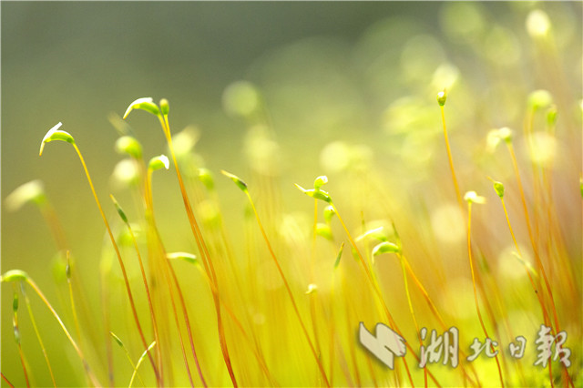 湖北秭归：春天里舞“芭蕾”