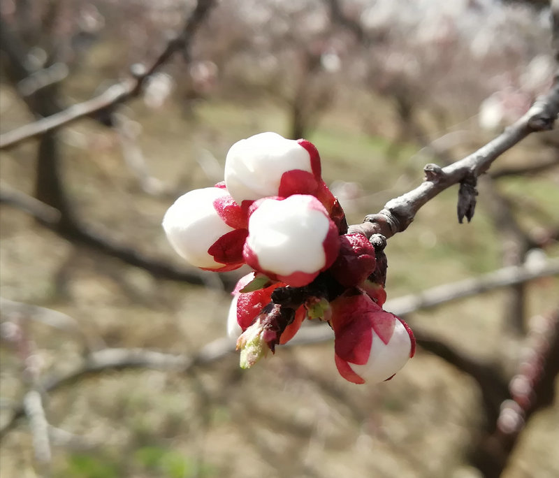 【河南供稿】灵宝市：花儿绽放 春色渐浓（组图）