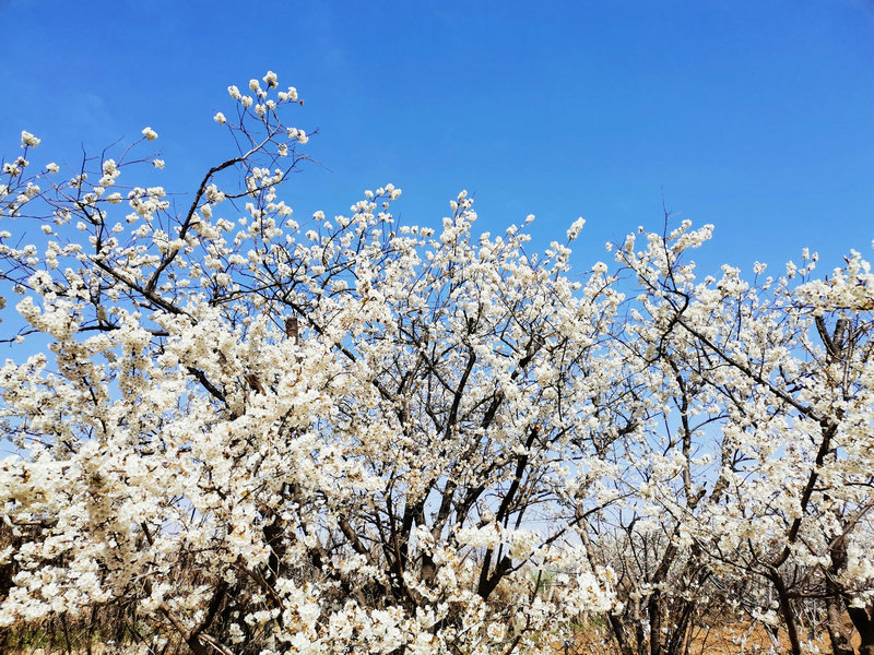 【河南供稿】灵宝市：花儿绽放 春色渐浓（组图）