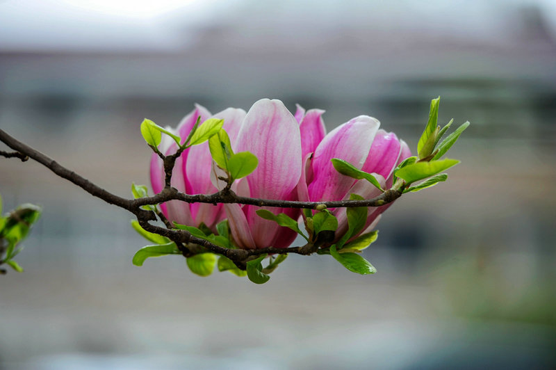 【河南供稿】灵宝市：花儿绽放 春色渐浓（组图）