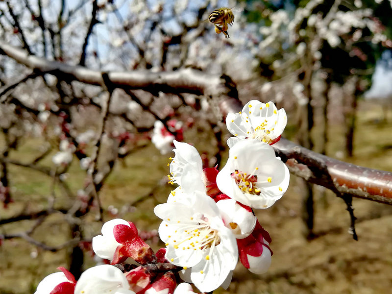 【河南供稿】灵宝市：花儿绽放 春色渐浓（组图）