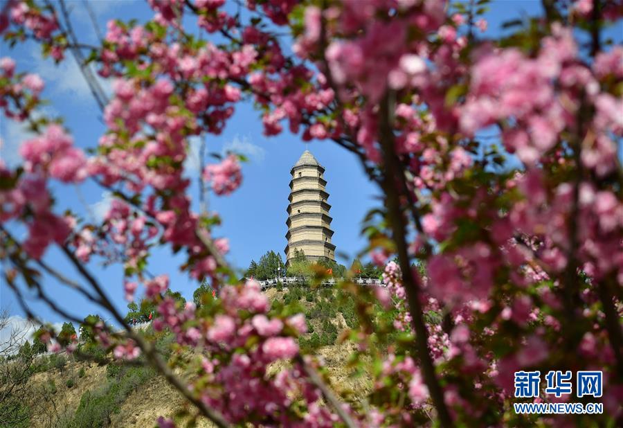 陕西：宝塔山下沐春光