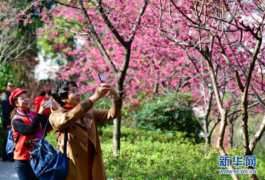 福建福州：花开春来早