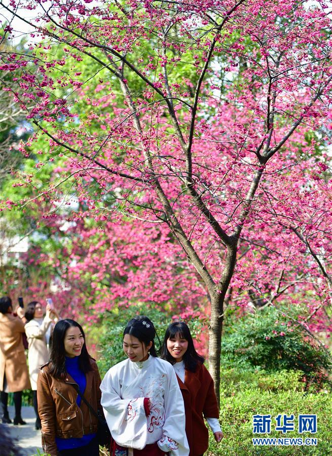 福建福州：花开春来早