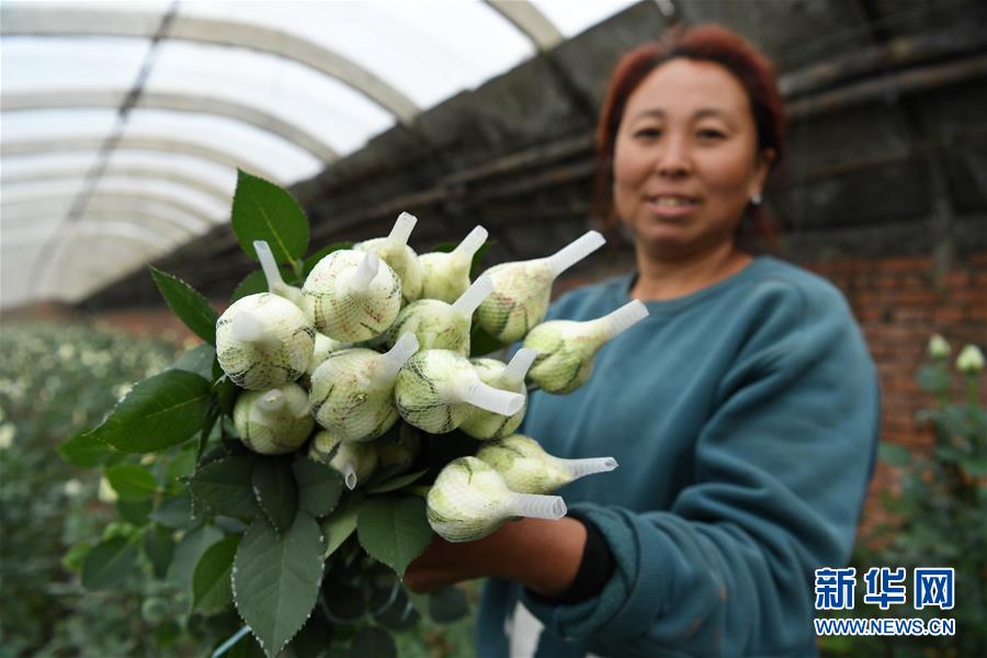 河北滦州：“鲜花经济”富农家