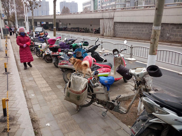 郑州一男子随身带爱犬送快递 小狗帮忙看车