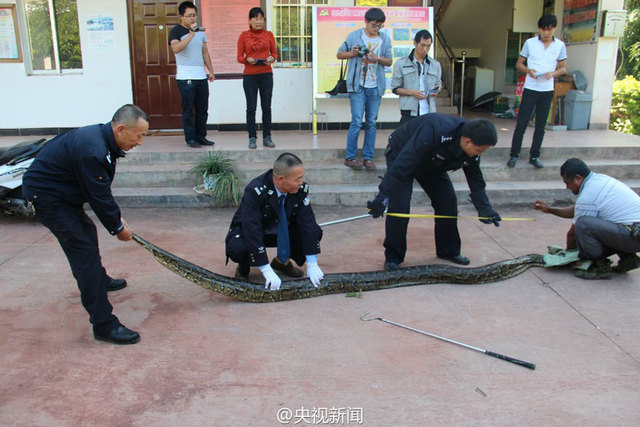 云南修路现百岁巨蟒 民警救助放归自然