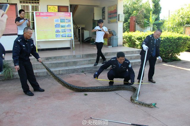 云南修路现百岁巨蟒 民警救助放归自然