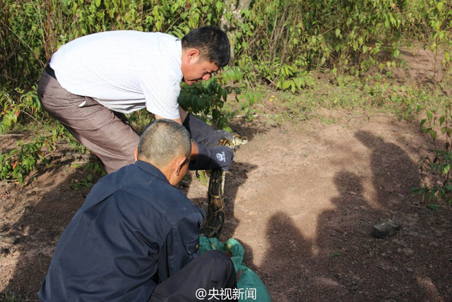 云南修路现百岁巨蟒 民警救助放归自然