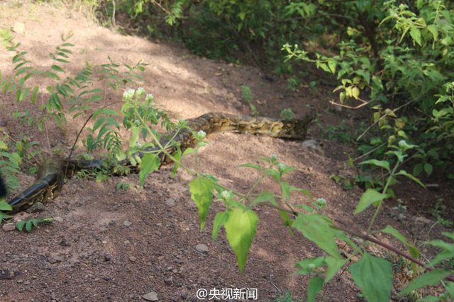 云南修路现百岁巨蟒 民警救助放归自然