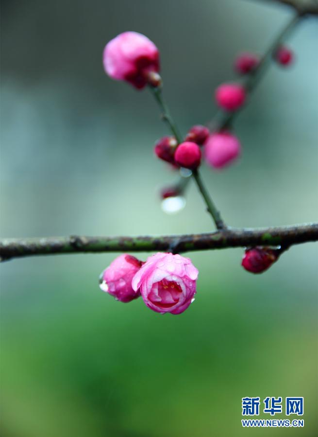 湖北恩施：雨润花红