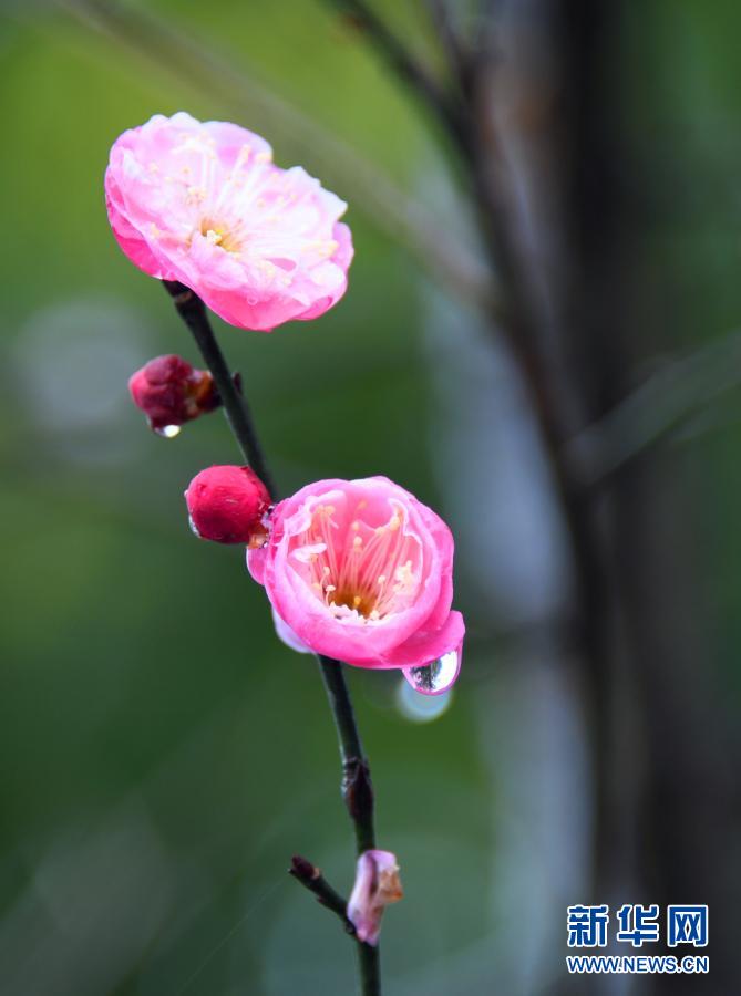 湖北恩施：雨润花红