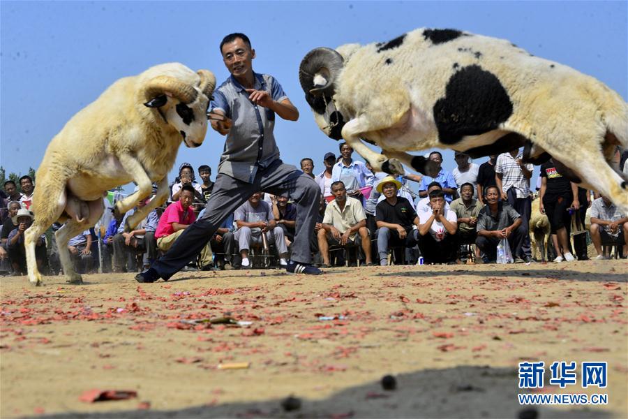 山东聊城：斗羊大赛乐乡邻