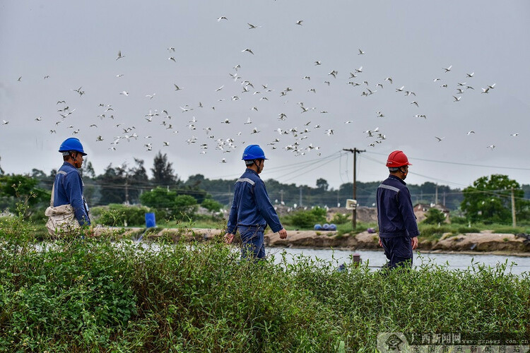 碧海红树白鹭飞－－记南方电网红树林白鹭保护队9年守护广西北部湾生态环境