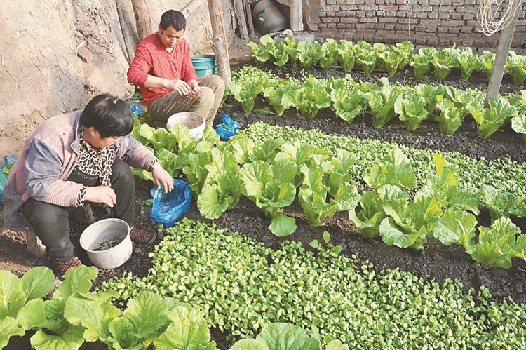 地产蔬菜“俏”争春