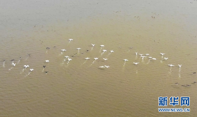 （新春走基层）生态修复环境美 沉湖湿地鸟翩跹