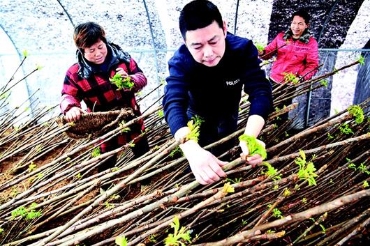 湖北恩施：椿芽飘香脱贫路