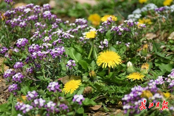 金银湖畔花浪漫