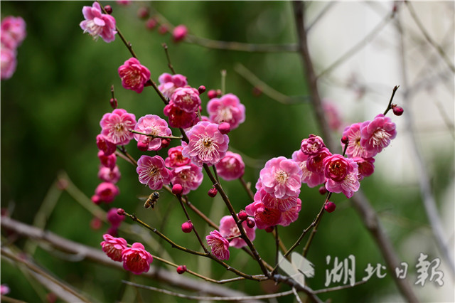 湖北保康：红梅花开引蜂来