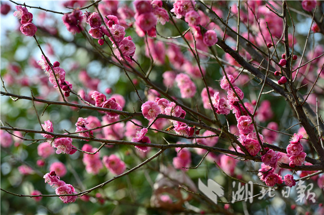 湖北保康：红梅花开引蜂来