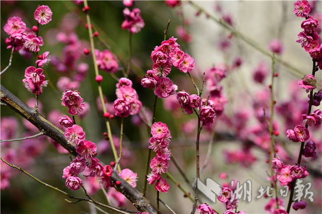 湖北保康：红梅花开引蜂来