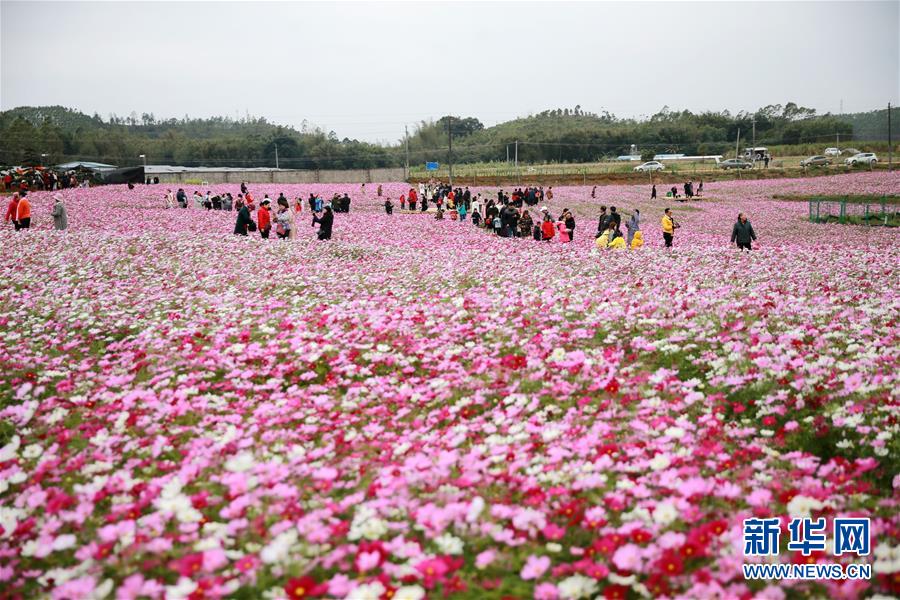 广西钦州：格桑花开迎客来