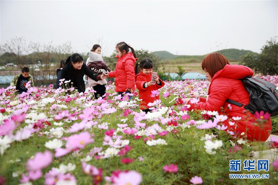 广西钦州：格桑花开迎客来